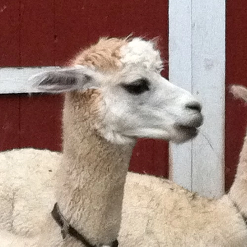 runswithalpacas!=''?runswithalpacas:Luke Sakran