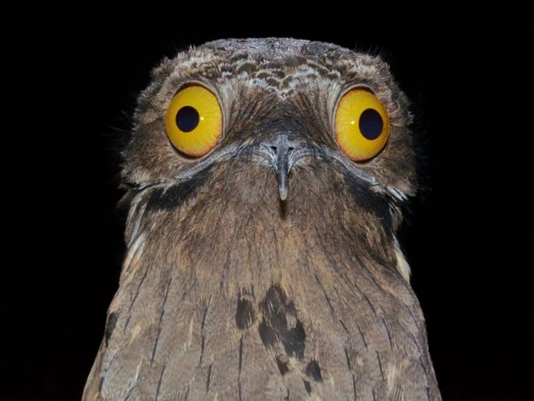 PotooBird!=''?PotooBird:Alex Scott