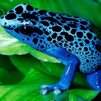 Common Frog!=''?Common Frog:Tristen Manuszak