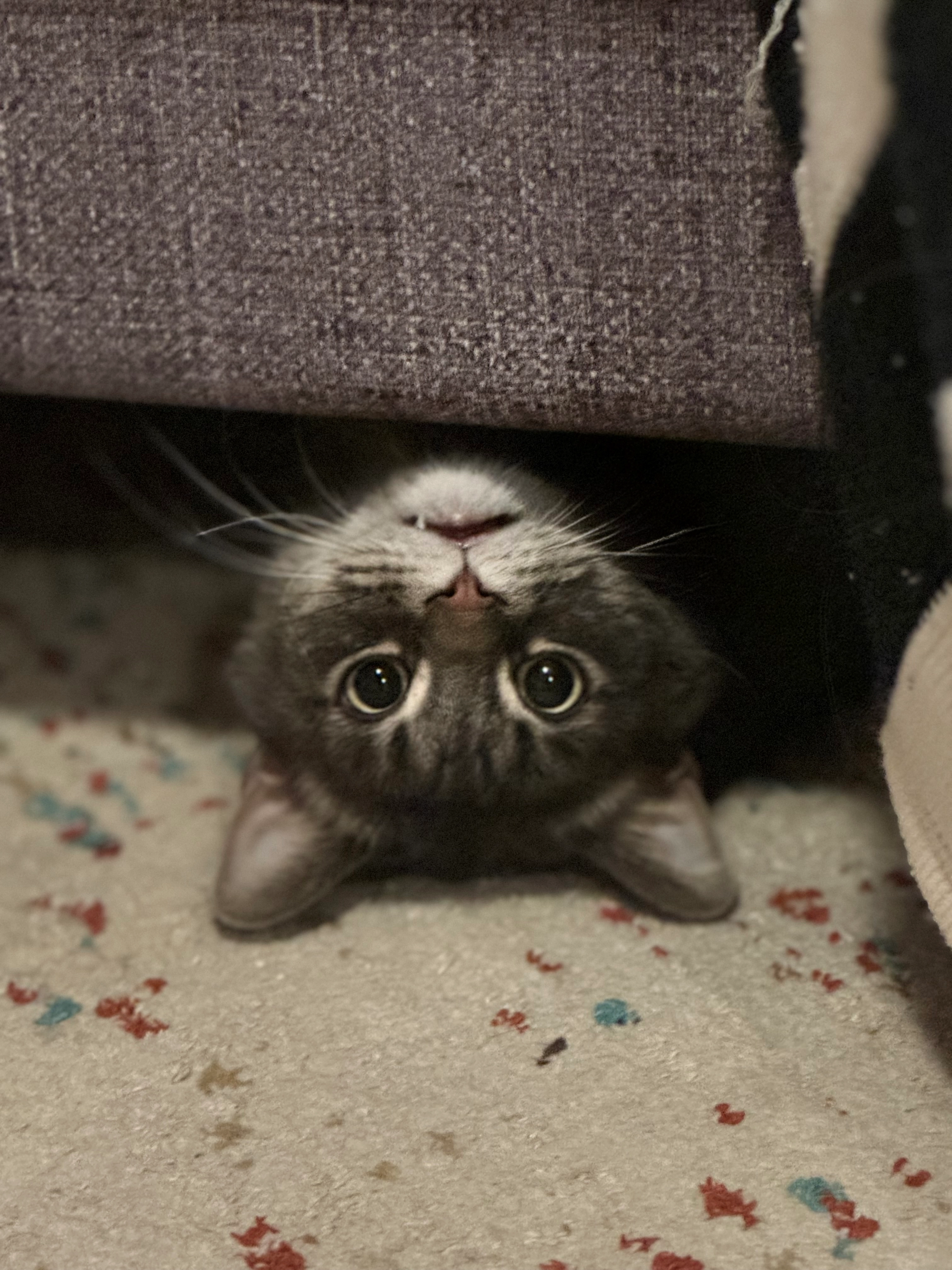 YahnnyBravo!=''?YahnnyBravo:John Summar