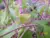 samh20
